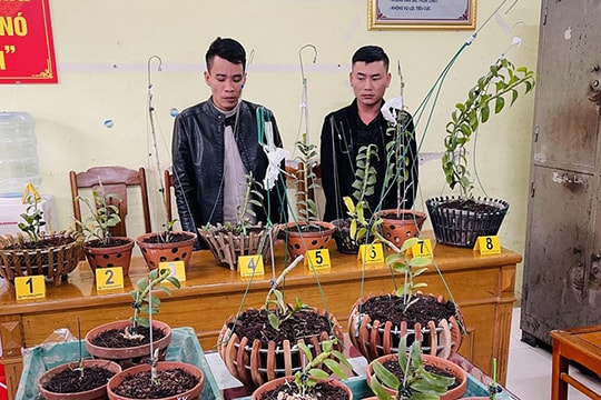 Lái ôtô đi ăn trộm lan đột biến