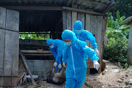 Huyện miền núi Nghệ An tiêu hủy hàng tấn lợn do dịch tả lợn châu Phi