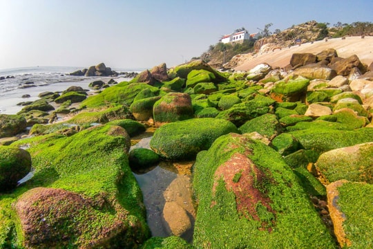 Kỳ thú bãi rêu đá biển Quỳnh 