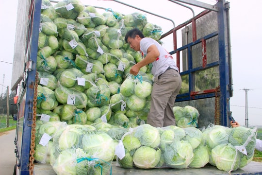 Sau giải cứu, rau xanh Nghệ An quay ngược tăng giá gấp 3 lần