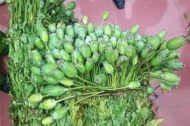 Bắt 2 đối tượng mua bán 50 kg quả thuốc phiện