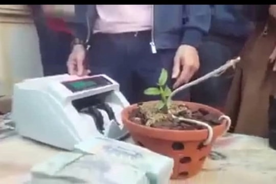 Thương vụ mua bán lan đột biến 1,6 tỷ đồng ở Nghệ An?