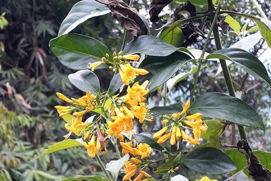 Hai vợ chồng ở Nghệ An nguy kịch nghi do uống nước lá ngón