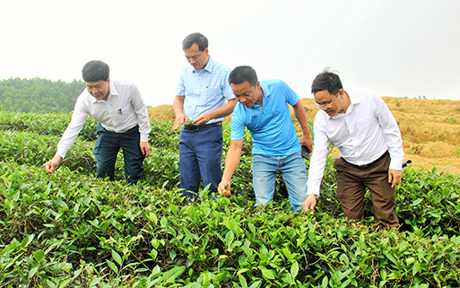 Anh Sơn phát triển mô hình trang trại ứng dụng công nghệ cao