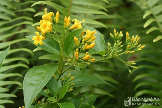 Nữ sinh lớp 7 ở Nghệ An ăn lá ngón tự tử vì đòi bố mua xe máy không được  