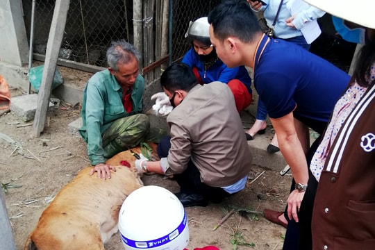 Nghệ An: 17/21 huyện, thành, thị xuất hiện dịch viêm da nổi cục 