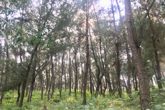 Phát hiện thi thể người đàn ông trong rừng thông