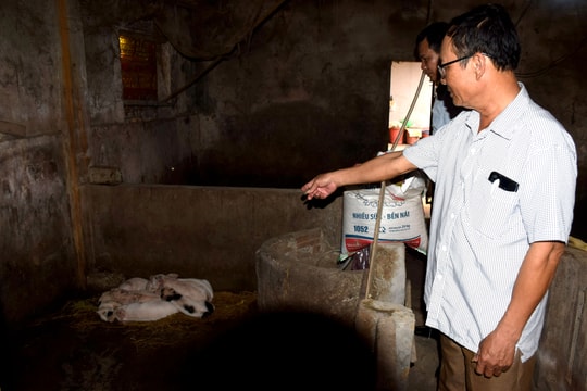 Diễn Châu: Lợn ốm, chết do nhiễm dịch tả lợn châu Phi nhưng chậm tiêu hủy