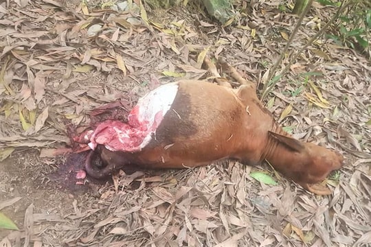 Táo tợn vào tận chuồng giết bê của người dân xẻ lấy thịt 