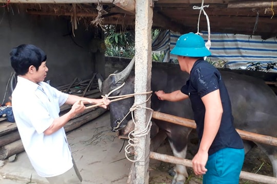 Nghệ An: Đồng loạt tiêm trên 50.000 liều vắc-xin viêm da nổi cục cho trâu, bò 