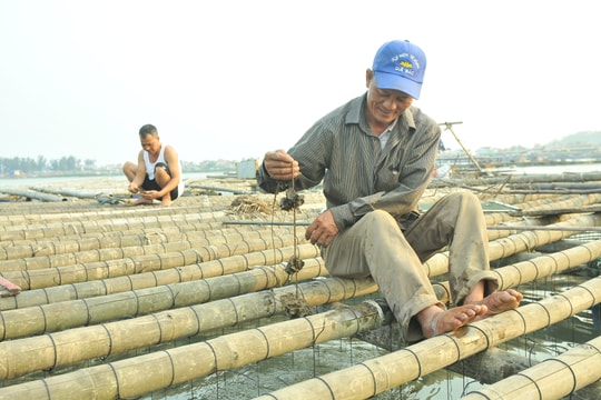 Nuôi hàu sinh lợi nhưng lại 'hại' luồng lạch ở TX Hoàng Mai 