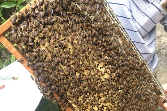 Chộn rộn mùa ong làm mật