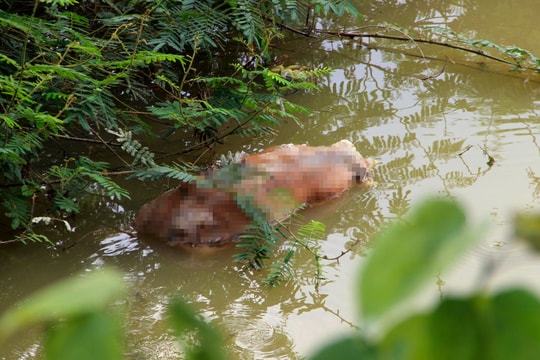Nghệ An: Kinh hoàng dân vứt xác lợn chết ra môi trường tại 'tâm dịch' Thanh Chương