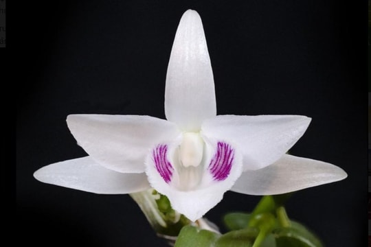 Cục Thuế Nghệ An xác minh vụ mua bán lan đột biến 1,65 tỷ đồng