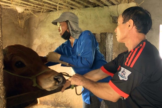 Bệnh viêm da nổi cục trâu, bò lây lan mạnh ở Diễn Châu