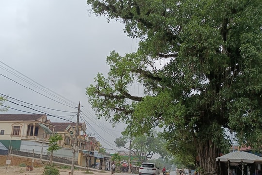 Nỗi lo dưới tán cây cổ thụ ở Nghệ An
