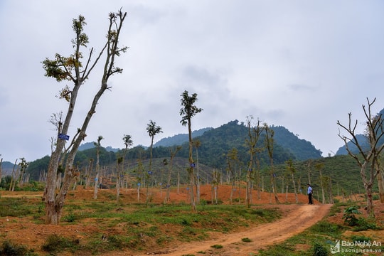 Xung quanh dự án trồng gỗ dổi ở Đô Lương