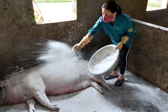 Hàng nghìn hộ nông dân Nghệ An trắng tay vì dịch tả lợn châu Phi 