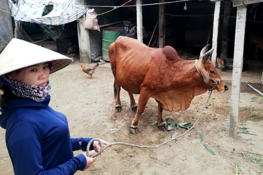 Địa phương thứ 18 ở Nghệ An xuất hiện dịch viêm da nổi cục 