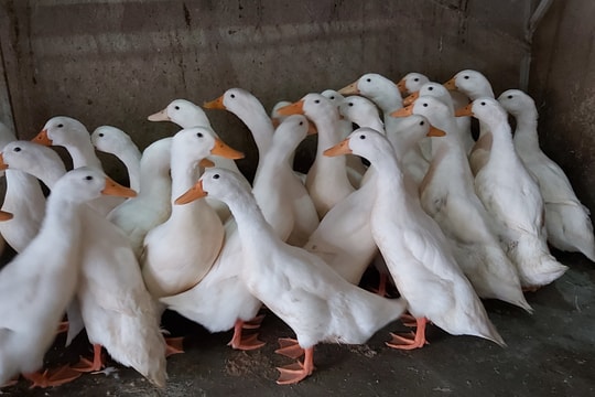 Nghệ An: Giá vịt thịt tăng cao chưa từng có