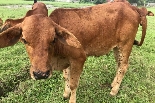 Bệnh viêm da nổi cục ở trâu bò lan đến huyện Yên Thành