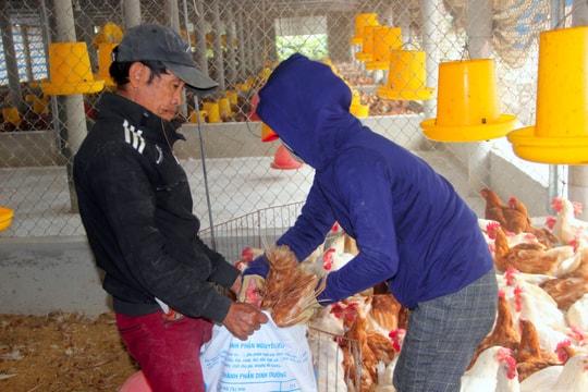 Dịch cúm H5N6 bùng phát, một xã ở Nghệ An tiêu hủy hàng nghìn con gà
