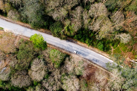 Rừng săng lẻ Nghệ An mùa thay lá nhìn từ ống kính flycam