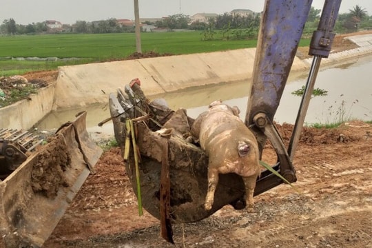 Xác lợn, rác thải 'bức tử' môi trường kênh mương ở Nghệ An?
