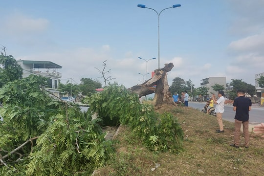 Hú vía vì cây dâu da cổ thụ bất ngờ đổ gục   