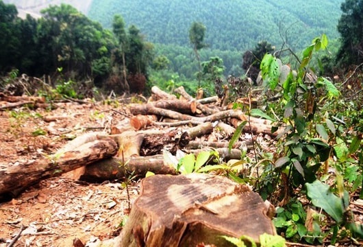 Nghệ An: Người đàn ông phá rừng tự nhiên bị xử phạt gần 38 triệu đồng