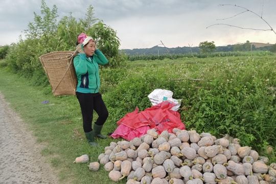 Nghệ An: Giá bí đỏ giảm sâu, nhà nông thu hoạch cầm chừng 