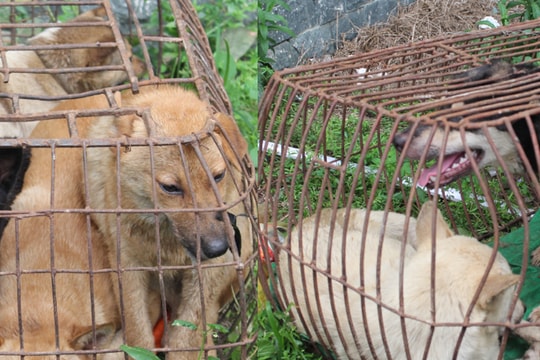 Băng nhóm trộm chó chuyên nghiệp gây náo loạn vùng quê Đô Lương, Nam Đàn