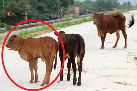 Trâu, bò nhiễm bệnh viêm da nổi cục thả rông khắp nơi