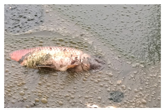 Xác định nguyên nhân cá chết ở hồ Công viên Trung tâm thành phố Vinh