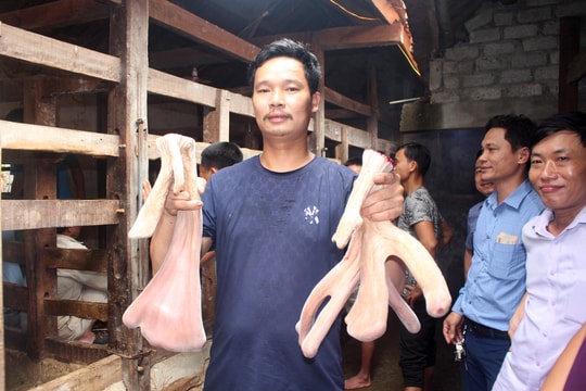 Độc đáo cặp nhung hươu nặng 3,3 kg ở Nghệ An