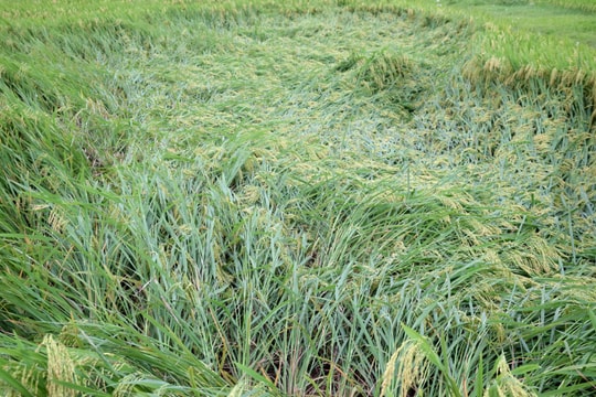 Hàng trăm ha lúa xuân ở Nghệ An đổ rạp sau mưa lớn