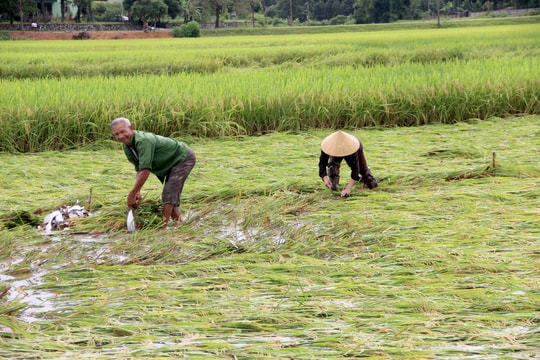 Nghệ An: Tập trung khắc phục hàng trăm héc-ta lúa đổ do mưa lớn