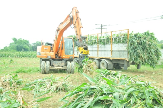 Bán được giá, nông dân Nghệ An đồng loạt thu hoạch ngô sinh khối 