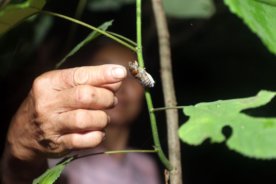 Trắng đêm săn ve sầu đầu mùa ở vùng cao Nghệ An