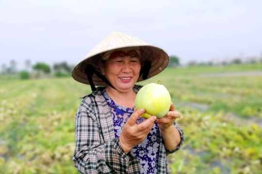 Nghệ An: Đặc sản dưa lê tăng giá, tiêu thụ mạnh trong dịp nghỉ lễ