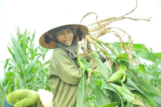 Kệ ngày nghỉ lễ, nông dân Nghệ An ra đồng cắt 'ngô non' bán cho thu nhập khá!