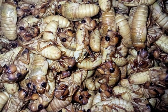 Đắt gấp đôi thịt bò, ve sầu non được 'hét giá' tiền triệu đầu hè