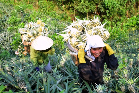 Nghệ An: Dứa được mùa, giá cao gần gấp đôi năm trước