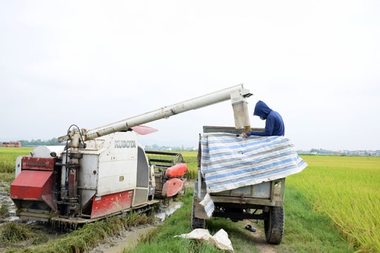 Lo giông lốc, nông dân Nghệ An khẩn trương thu hoạch lúa xuân