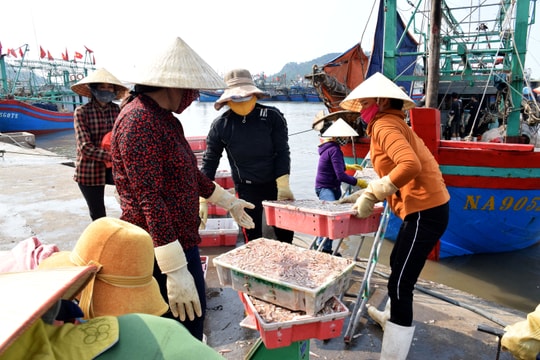 Tàu cá Quỳnh Lập phải bán hải sản ở cảng khác do dịch Covid-19
