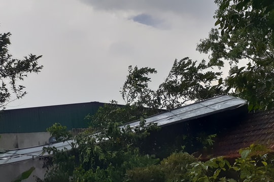 Lốc xoáy khiến lúa chiêm bị đổ rạp, nhiều nhà dân bị tốc mái