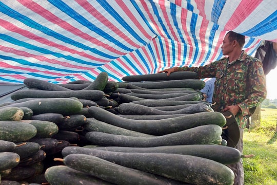 Hàng trăm tấn bí xanh Đô Lương cần ‘giải  cứu’