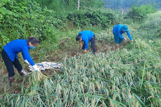 Người dân chung tay gặt lúa đổ sau bão cho các gia đình có hoàn cảnh khó khăn