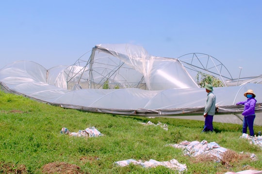 TP. Vinh: Nhà lưới đổ ập; Hàng trăm ha lúa 'nằm bẹp' sau mưa lốc
