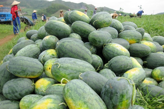 Nghệ An: Nhiều loại nông sản rớt giá, khó tiêu thụ 